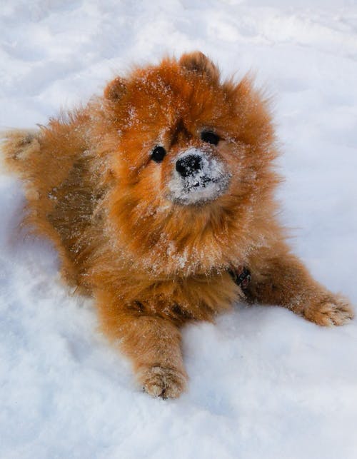 躺在雪地上的棕色博美犬 · 免费素材图片