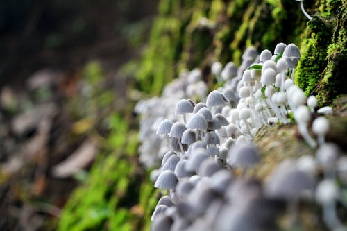 蘑菇的宏观摄影 · 免费素材图片