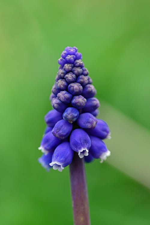 蓝色和白色的花瓣花 · 免费素材图片