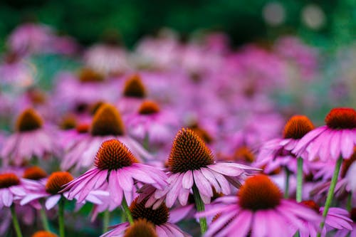 紫色花瓣花的选择性焦点照片 · 免费素材图片