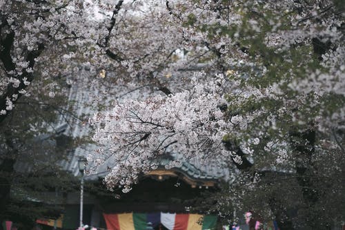 盛开的樱花 · 免费素材图片