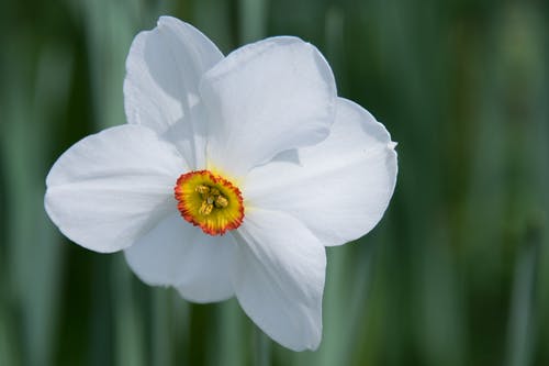 白色6花瓣花 · 免费素材图片