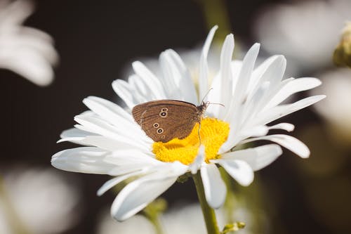 白花棕色蝴蝶 · 免费素材图片