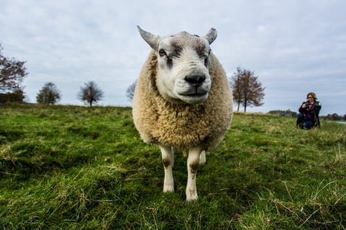 米色羊在灰色的天空下的绿草田 · 免费素材图片