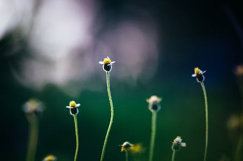 在字段中生长的花朵的特写镜头 · 免费素材图片