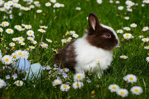 在绿草地上的白色和棕色兔子 · 免费素材图片