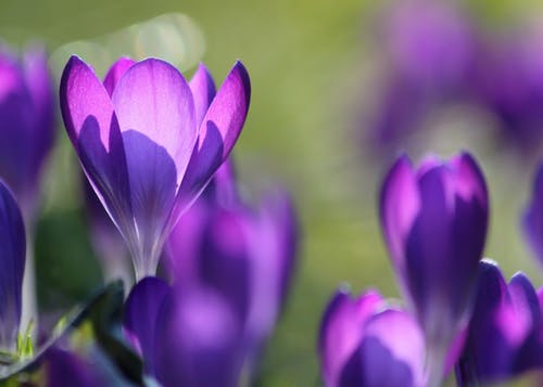 紫色花蕾领域 · 免费素材图片