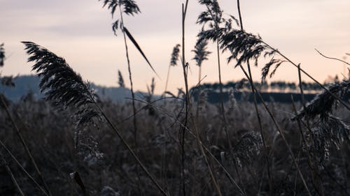 绿草地 · 免费素材图片