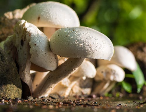 米色蘑菇聚焦照片 · 免费素材图片