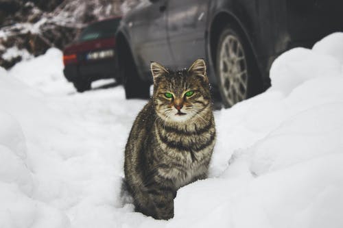 雪地上的猫 · 免费素材图片