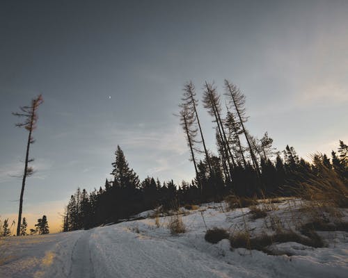 裸树和雪的照片 · 免费素材图片