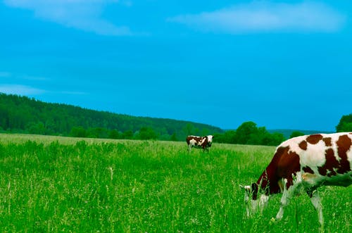 牛放牧对天空领域 · 免费素材图片