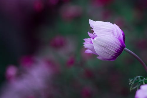 紫色小花微距摄影 · 免费素材图片