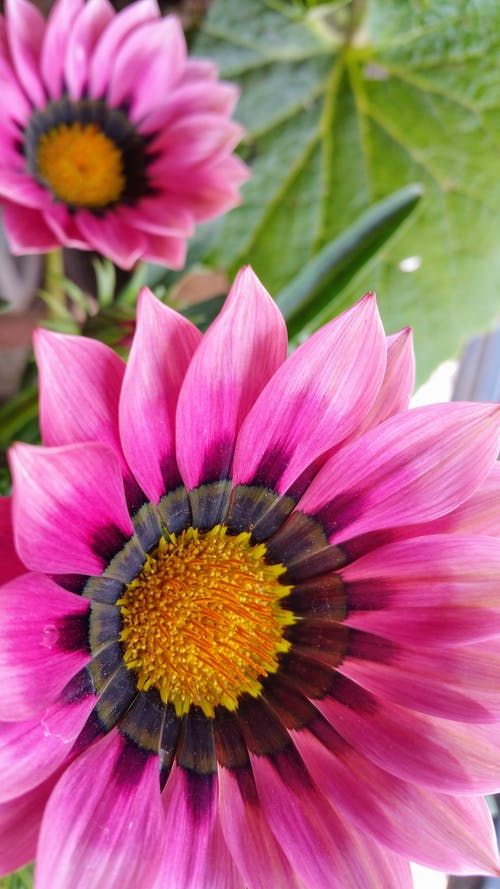 盛开的粉红色花朵的特写镜头 · 免费素材图片
