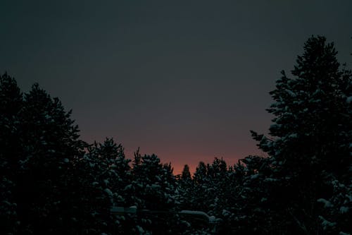 日落期间树木的轮廓 · 免费素材图片
