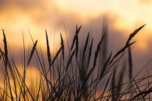 日落期间小麦的剪影照片 · 免费素材图片
