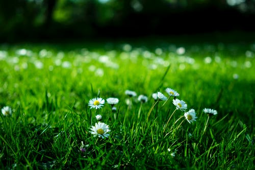 白色雏菊在草地上 · 免费素材图片
