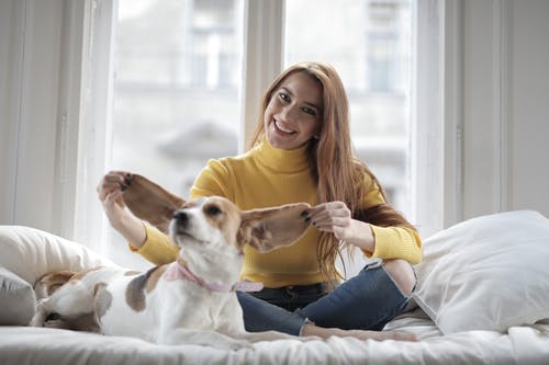 坐在白色和棕色短涂的狗旁边的黄色毛衣的女人 · 免费素材图片