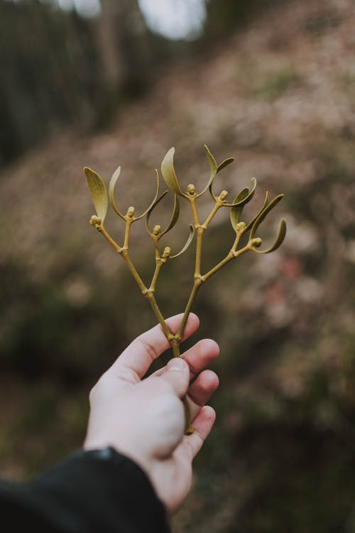 持有绿色植物的人 · 免费素材图片