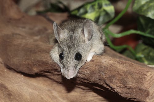 棕岩的灰老鼠 · 免费素材图片