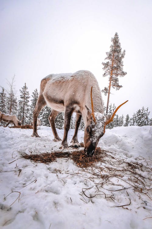 布朗鹿在积雪覆盖的地面上 · 免费素材图片