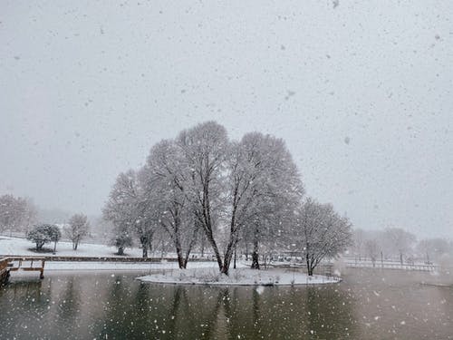 湖附近积雪的地面上的树 · 免费素材图片