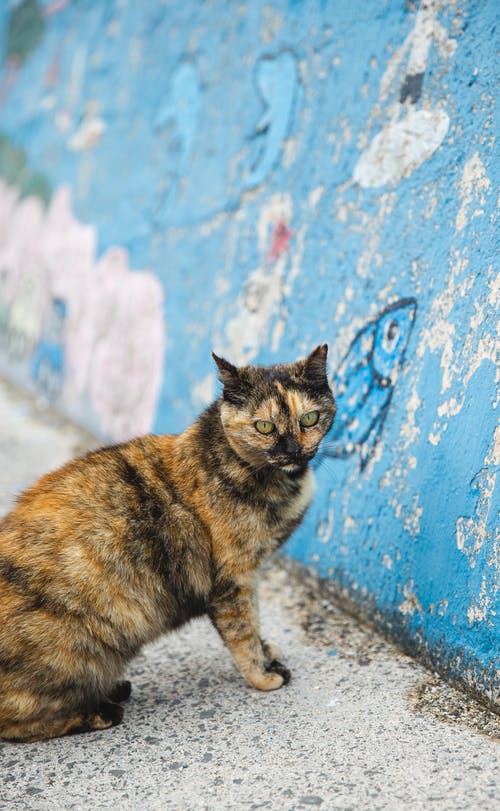 坐在蓝色的墙壁附近的斑点的猫 · 免费素材图片