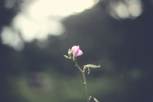 粉红色的开花植物 · 免费素材图片