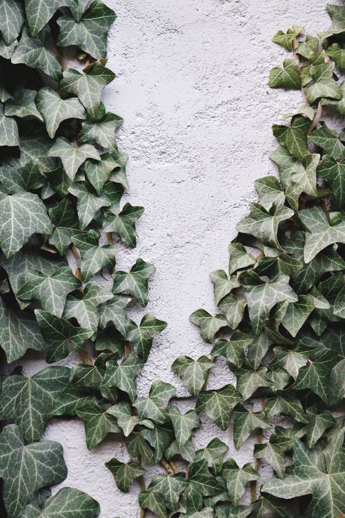 绿色的树叶，在白色的混凝土墙上 · 免费素材图片