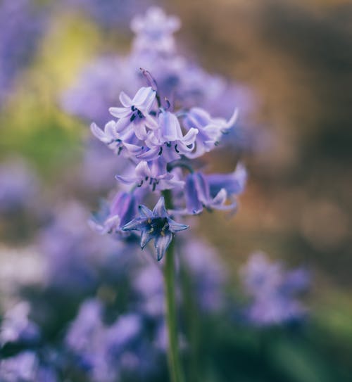 有关hyacinthoides hispanica, 优雅, 和平的的免费素材图片