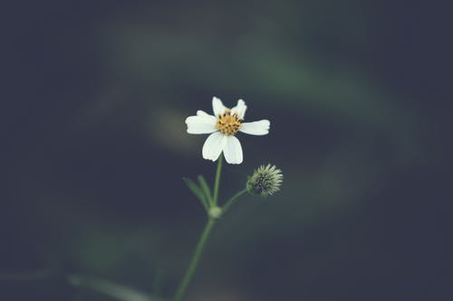 白色花瓣花的选择性焦点照片 · 免费素材图片