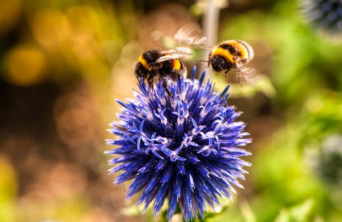 两只蜜蜂在紫色的小花 · 免费素材图片