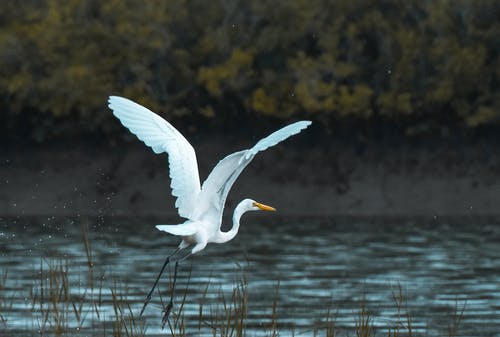白鸟飞过水体 · 免费素材图片