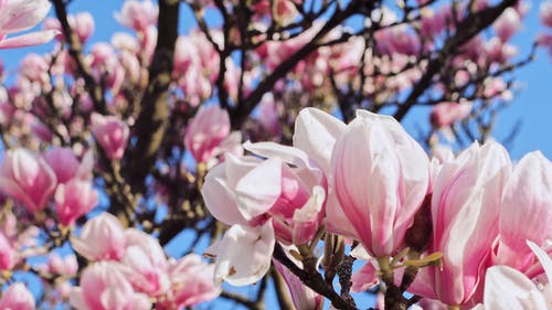 部分盛开的粉红樱花 · 免费素材图片