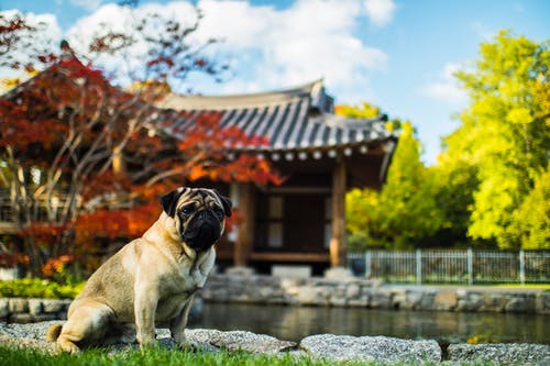 狗在公园 · 免费素材图片