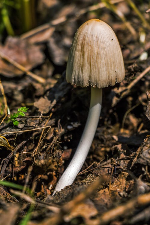 地面蘑菇摄影上的棕色蘑菇 · 免费素材图片