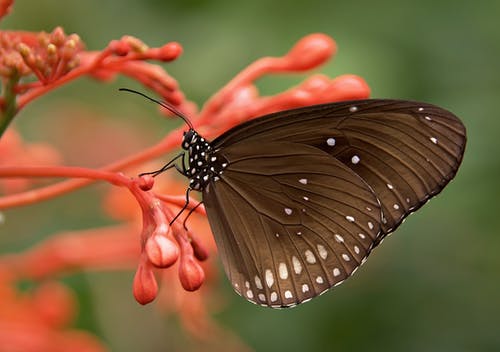黑色和白色蝴蝶在红色的花 · 免费素材图片