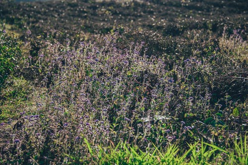 白天的紫色花田 · 免费素材图片