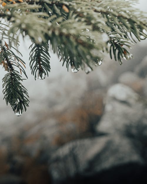 有关专注于前景, 天性, 户外的免费素材图片