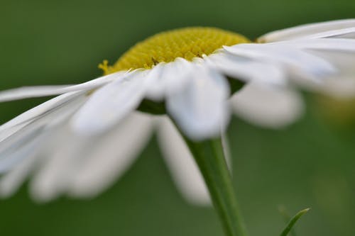 白花的特写 · 免费素材图片