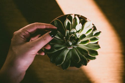 布朗盆栽绿色植物的特写照片 · 免费素材图片