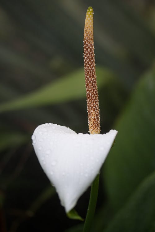 白色的花瓣花 · 免费素材图片