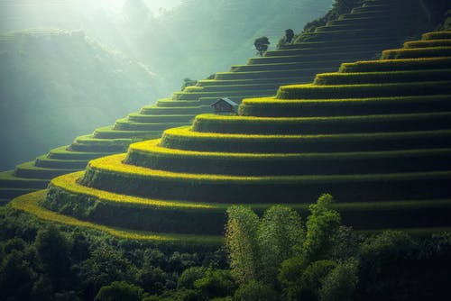 稻田风景 · 免费素材图片