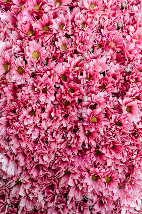 有关instagram故事背景, 壁纸, 粉红色的花的免费素材图片