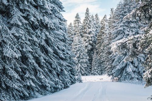 大雪覆盖的松树 · 免费素材图片