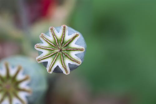 鸦片花的浅焦点 · 免费素材图片