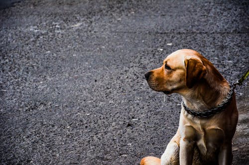 坐在混凝土路上的成年黄拉布拉多犬 · 免费素材图片