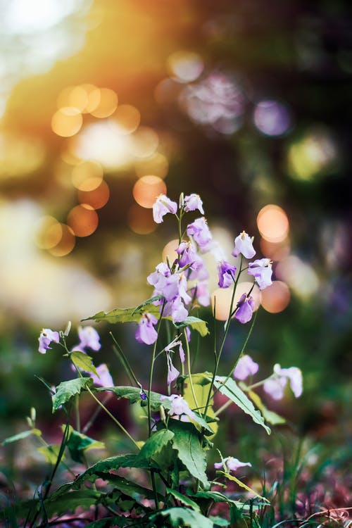 紫色花瓣花 · 免费素材图片