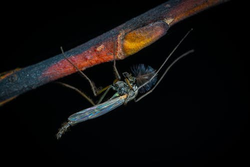 树枝上的蓝色robberfly · 免费素材图片