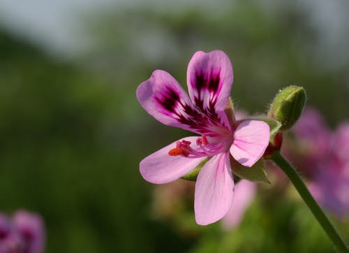 紫色花的照片 · 免费素材图片